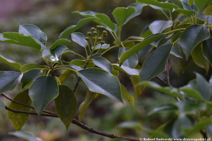 Trochodendron araliowaty - liście