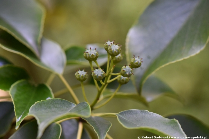 Trochodendron araliowaty - niedojrzałe owoce