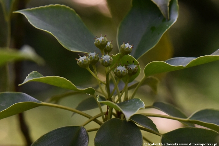 Trochodendron araliowaty - niedojrzałe owoce