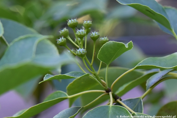 Trochodendron araliowaty - niedojrzałe owoce