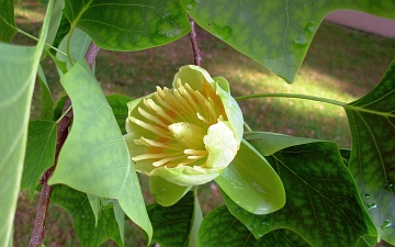 Tulipanowiec amerykański kwiat