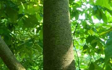 Urodlin trójłatkowy kora drzewa
