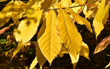 Urodlin trójłatkowy liście jesienią