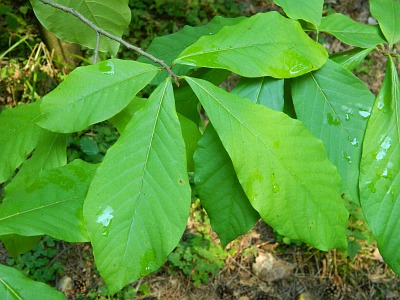 Urodlin trojlatkowy liść