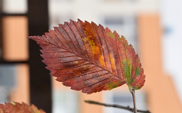 Wiąz szypułkowy liść jesienią