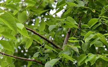 Wiązowiec zachodni gałązka latem