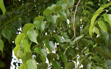 Wiązowiec zachodni liście