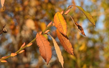 Wierzba iwa gałązka jesienią