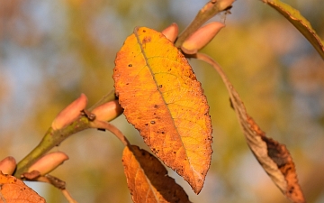 Wierzba iwa liść jesienią