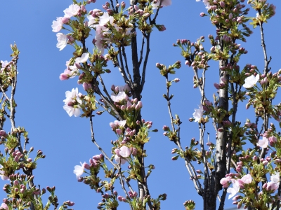 Wiśnia piłkowana 'Amanogawa' - pąki kwiatowe