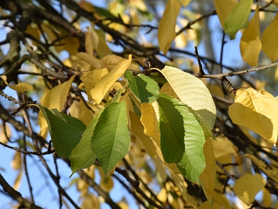 Czereśnia liście jesienią