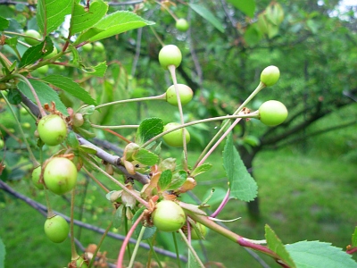 Wiśnia pospolita zielony owoc